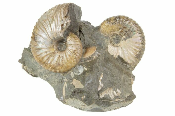 Two Fossil Ammonites (Jeletzkytes) - South Dakota
